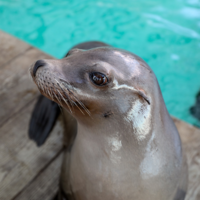 California Sea Lion