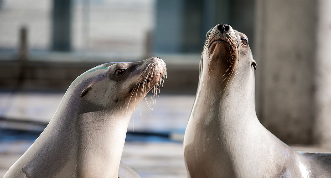 California sea lions enjoy the sun in the Aquarium's Marine Mammal Center