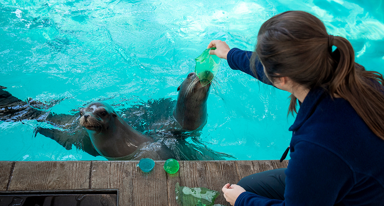 California sea lions receive jello molds as a form of enrichment