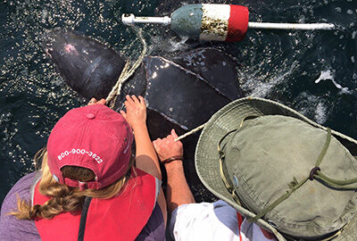 Leatherback sea turtle entanglement response