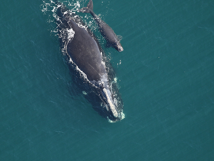 Right whale Catalog #3157 and calf, sighted February 10, 2022 approx. 21NM off Cumberland Island, GA. Catalog #3157 is 21 years old and this is her third calf. Her last calf was born in 2014. Photo credit: Florida Fish and Wildlife Conservation Commission, taken under NOAA permit 20556
