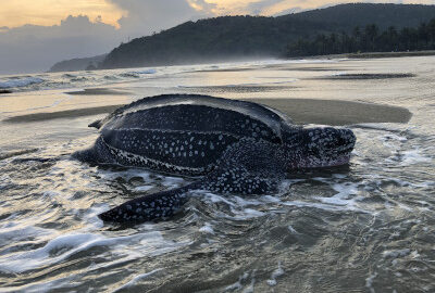 Leatherback sea turtle