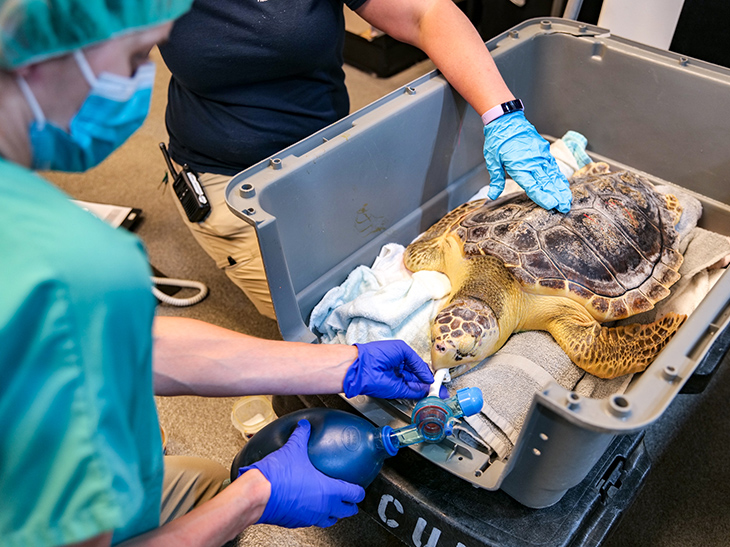 New England Aquarium staff prepare a loggerhead sea turtle for the acoustic transmitter procedure.