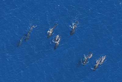 Pilot whales with calves