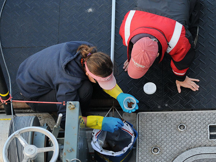 Researchers collect a fecal sample from a whale for a health assessment