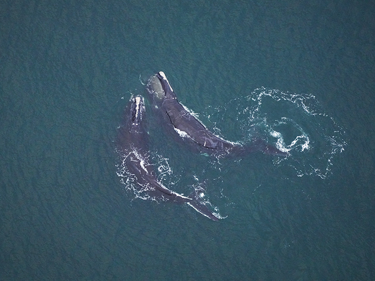 The Aquarium's aerial survey team monitors animals in New England waters