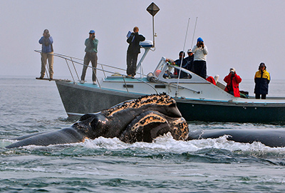 Right Whale research team observing whales