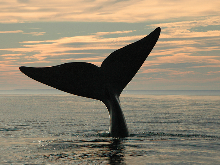 Right whale known as Portia lifts her tail out of the water at sunset