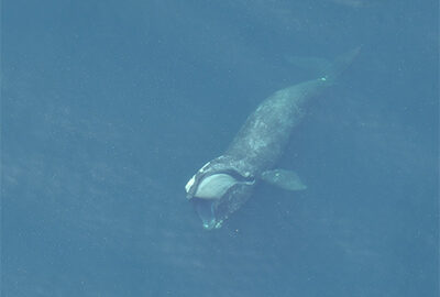 Right whale skim feeding