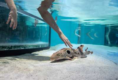 Hands reaching down to touch an epaulette shark in the Aquarium's touch tank.