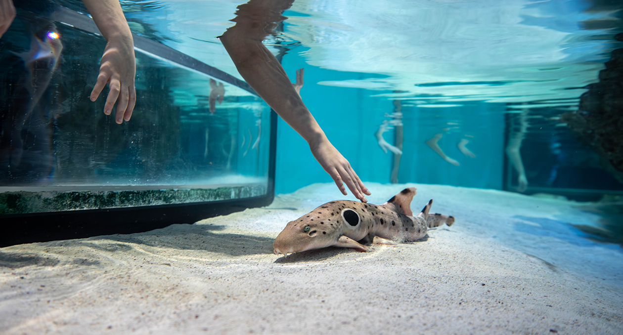 Hands reaching down to touch an epaulette shark in the Aquarium's touch tank.