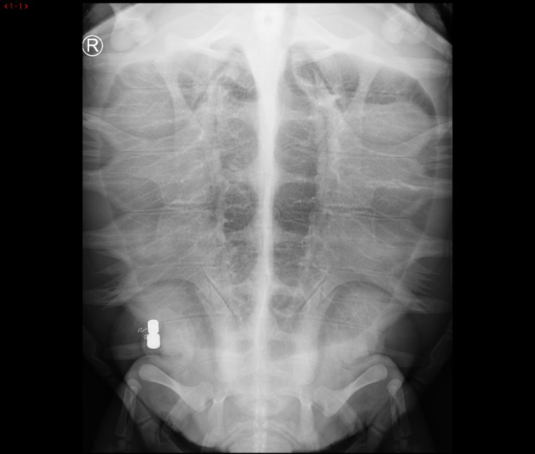 This x-ray shows the implanted acoustic tag in a loggerhead sea turtle.