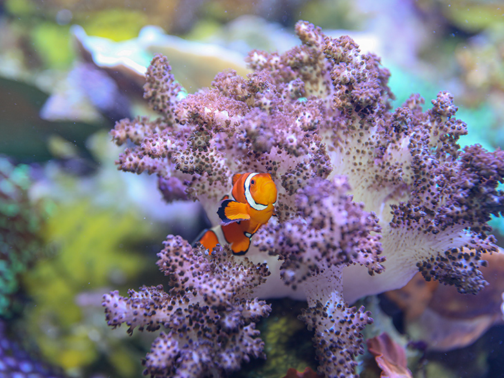 Coral reefs provide important habitat for species like anemonefish