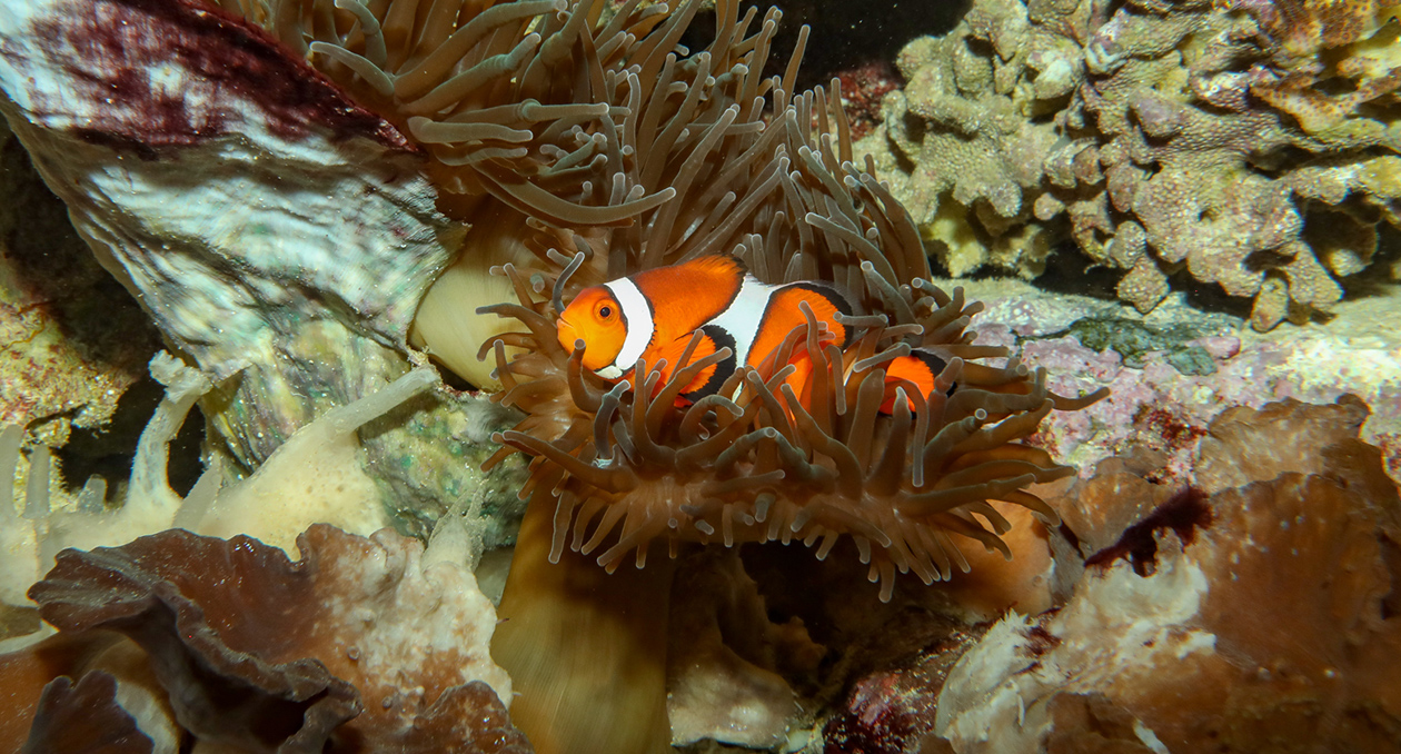 Anemonefish