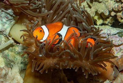 anemonefish