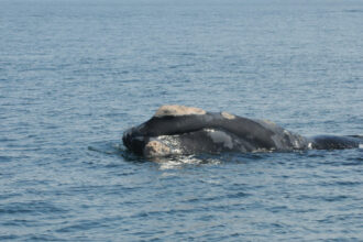 right whale