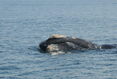 right whale