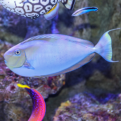 Bignose Unicornfish