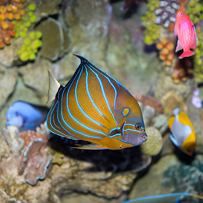 blue ringed angelfish