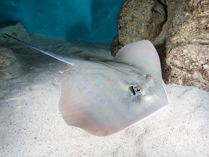 a bluespotted maskray swims through the Aquarium's exhibit