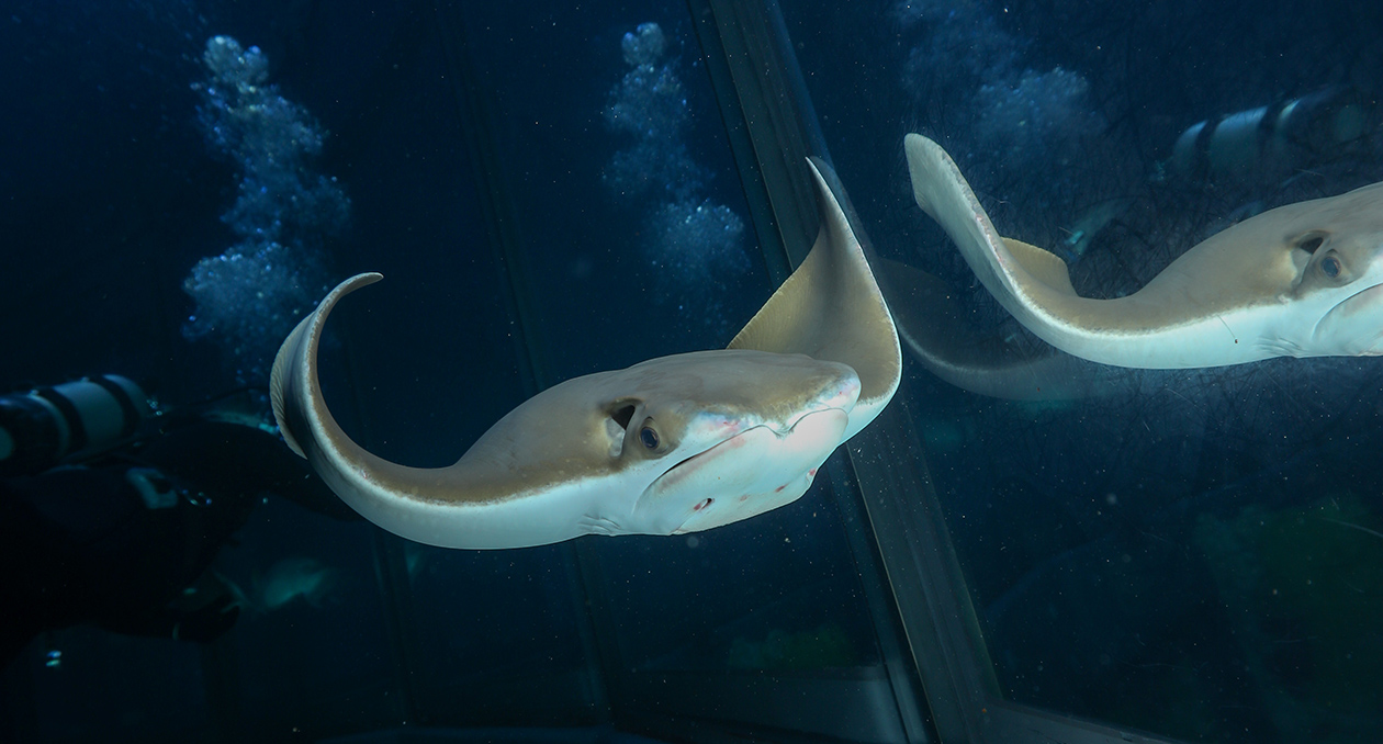 cownose ray swims in the Giant Ocean Tank