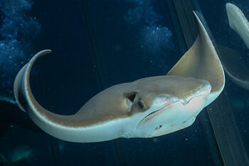 cownose ray swims in the Giant Ocean Tank
