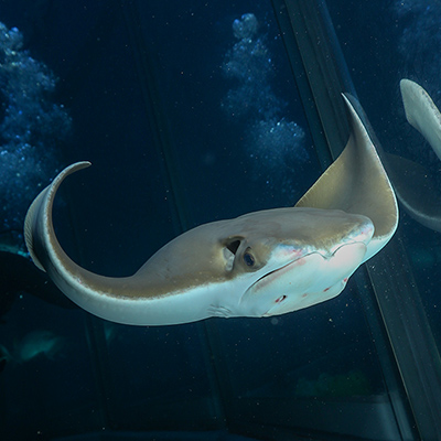 cownose ray swims in the Giant Ocean Tank