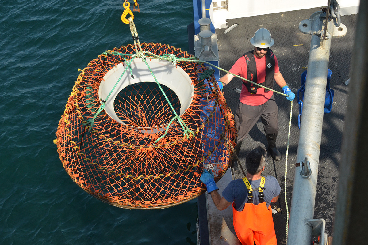 two men on a boat deck holding ropes attached to a large, round container consisting of orange netting, hanging over the side of a boat