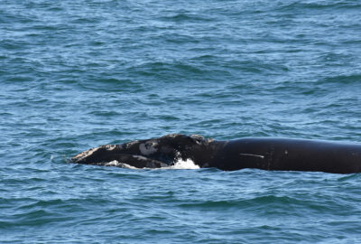 Identifying Soon-to-be Right Whale Moms