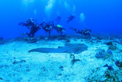 eight scuba divers near a zebra shark on an ocean floor
