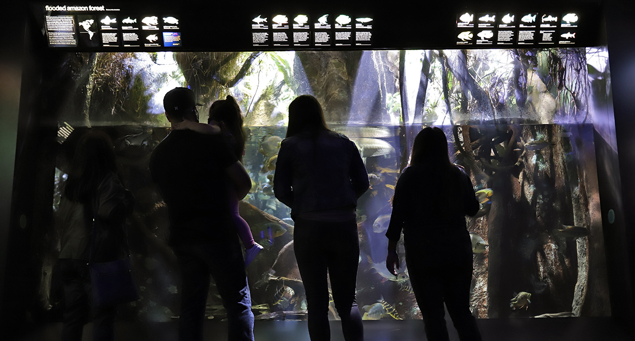 Amazon Flooded Forest