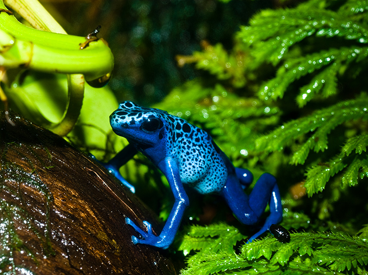 Poison dart frog one of the Amazon Rainforest exhibits