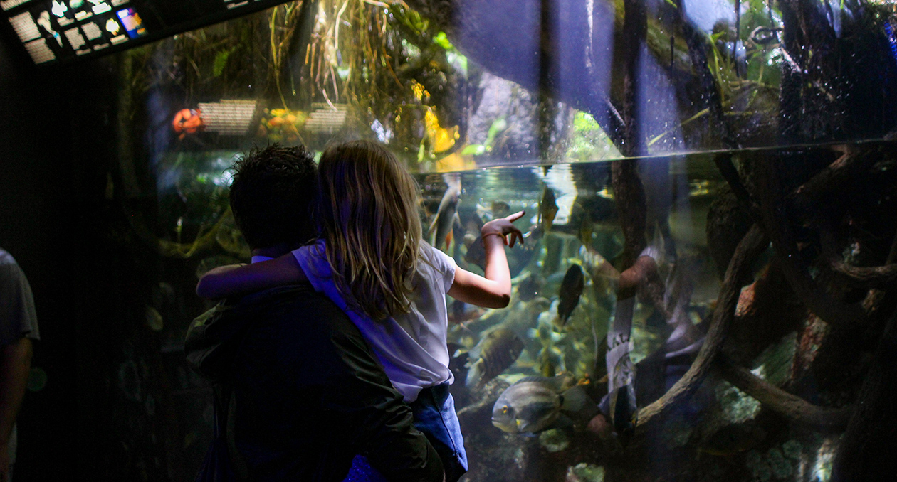 Amazon Rainforest exhibits at the New England Aquarium