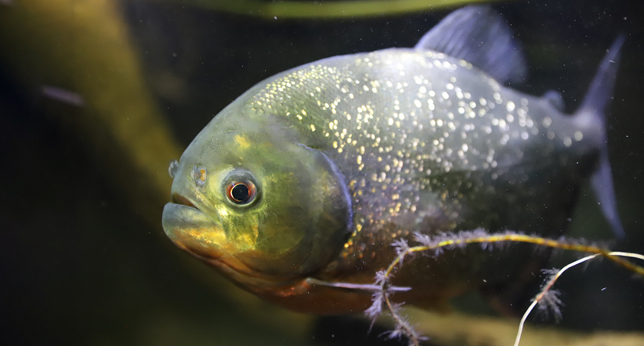 Piranha exhibit