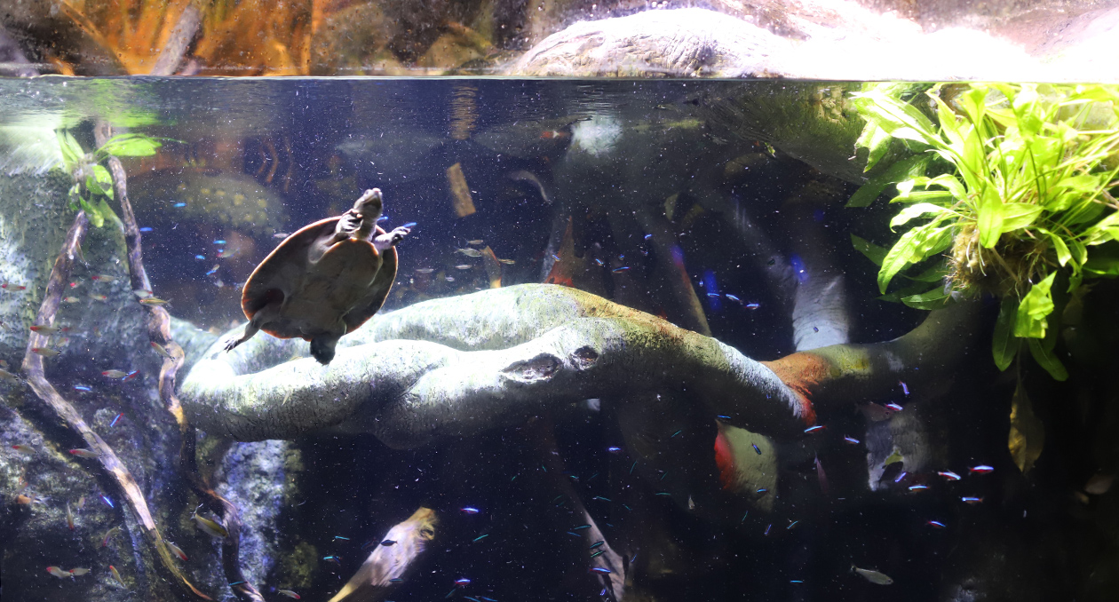 A turtle swims in the Anaconda exhibit