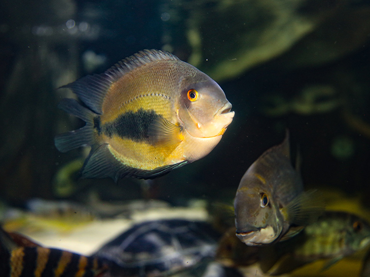 Uaru in the Amazon Flooded Forest exhibit