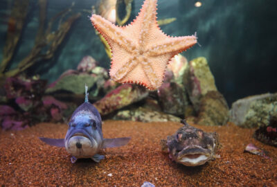 New Hampshire Coast exhibit