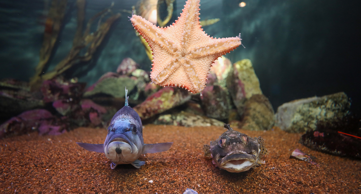 New Hampshire Coast exhibit