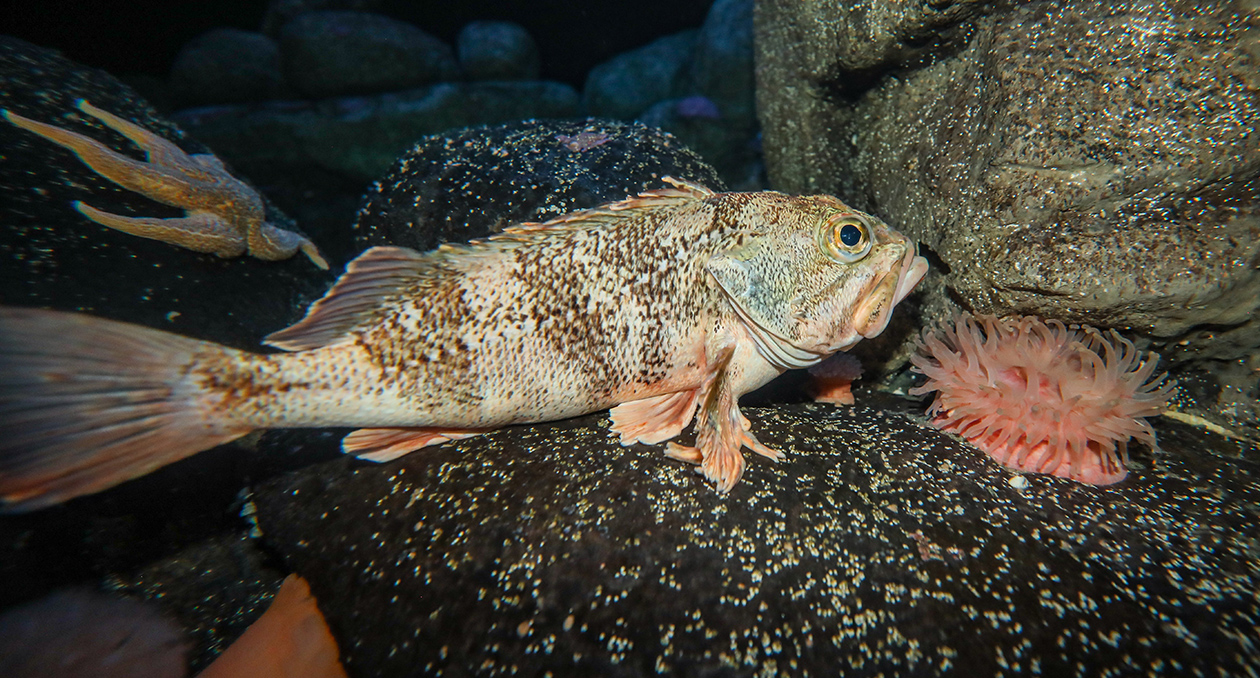 Black-bellied rosefish in the Boulder Reef exhibit