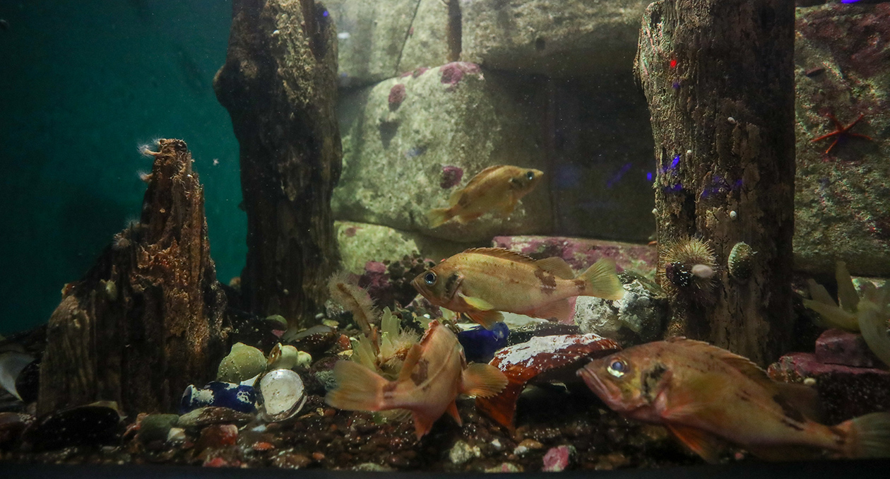 Eastport Maine exhibit at the New England Aquarium