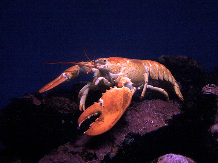 American lobster