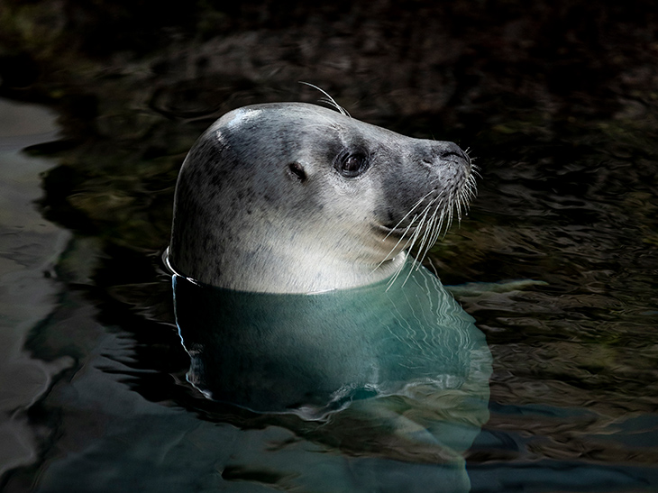 Atlantic harbor seal