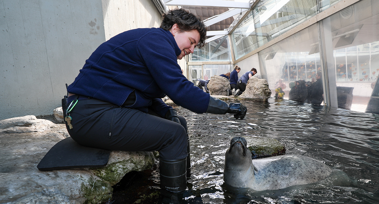 A trainer works with an Atlantic harbor seal on training behaviors