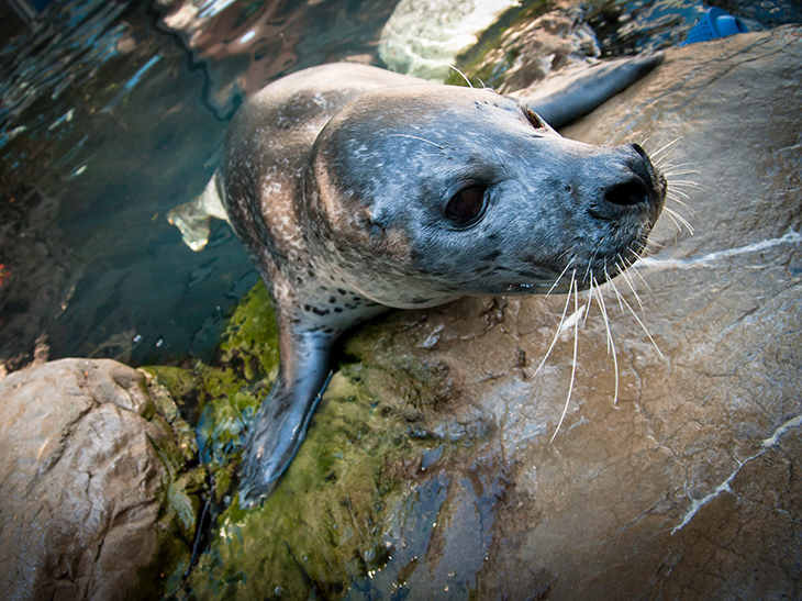 Atlantic harbor seal