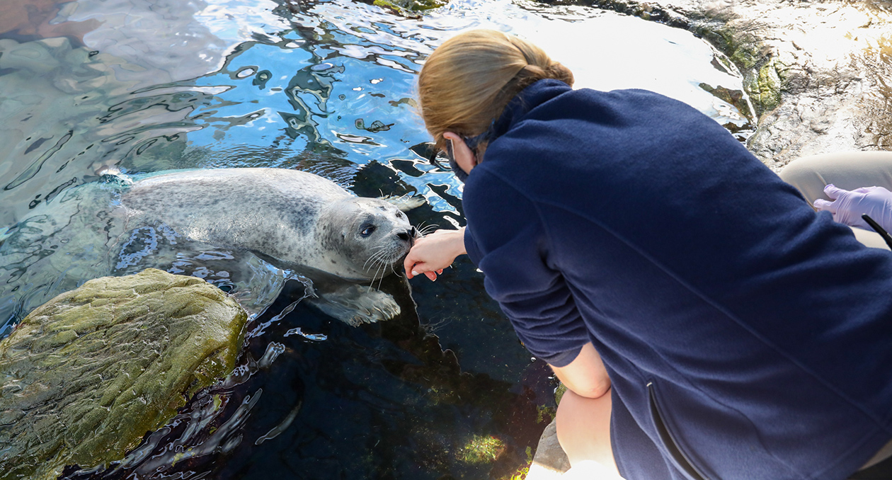 A trainer works with an Atlantic harbor seal on training behaviors