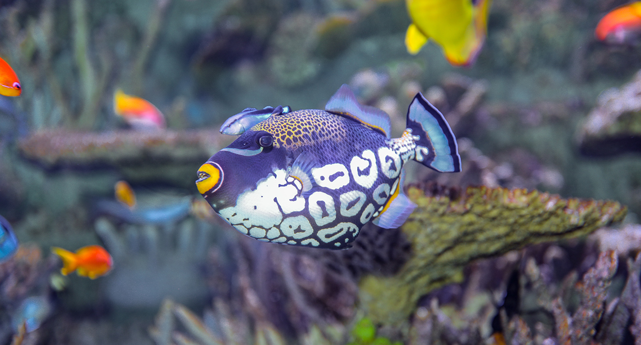 Clown Triggerfish