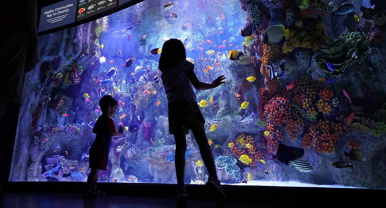 Kids enjoy the Indo-Pacific Coral Reef