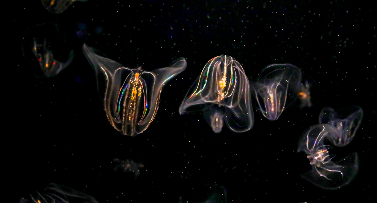 Comb jellies