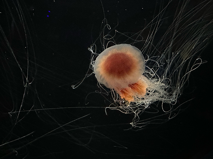 Lion's mane jelly