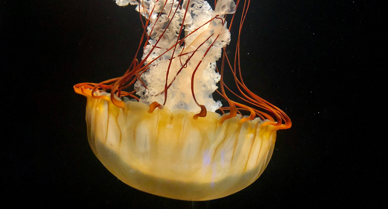 Sea nettle